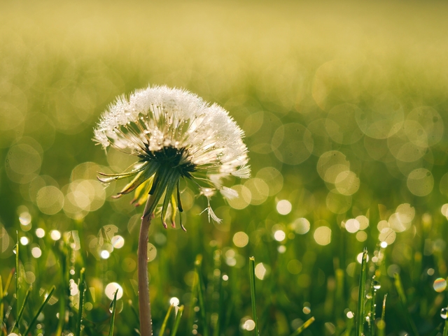 dandelion in a grass field in the morning for good day wish ai generator 