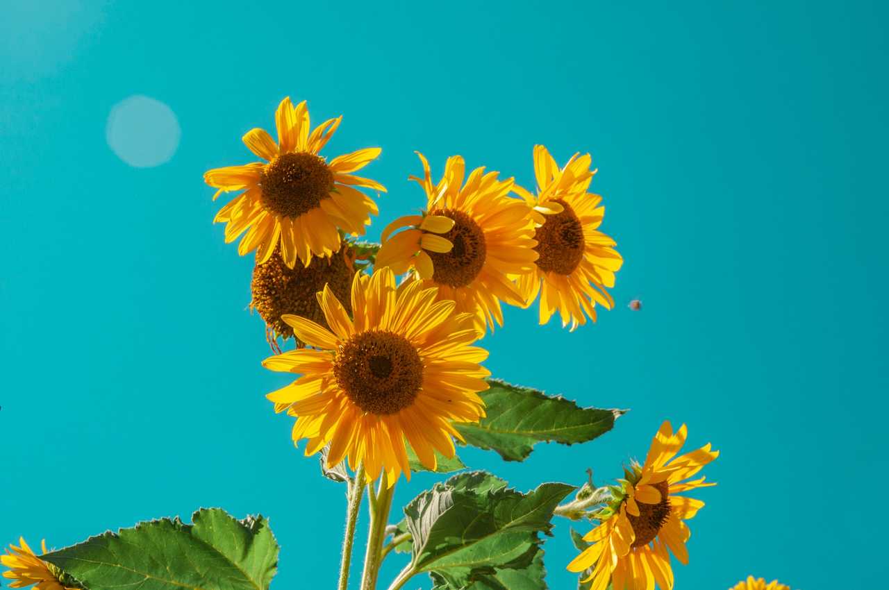 sunflowers under a blue clear sky for good day wishes generated by ai