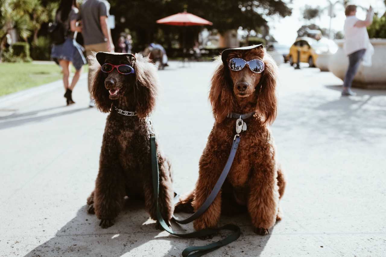 cute dog friends in the park saying good night friends