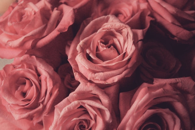 close picture of red roses for valentines messages for girlfriend