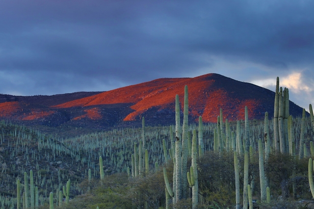 Mexican desert landscape to celebrate cinco de mayo