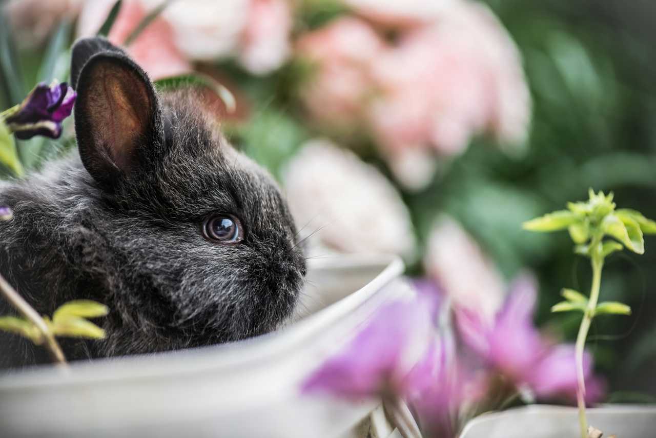 bunny in a vase during easter to say happy easter messages and greetings