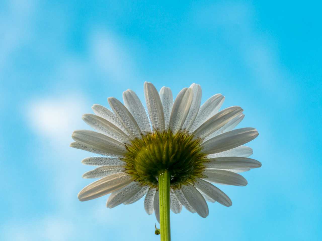 daisy under a blue sky for good morning messages and wishes