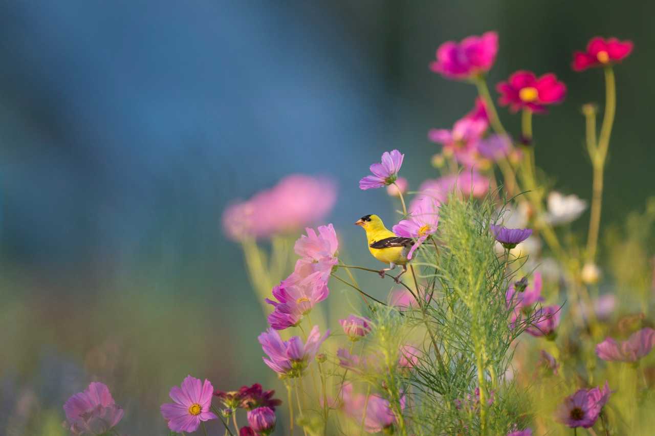pink flowers with a yellow bird in the morning for a sweet greeting