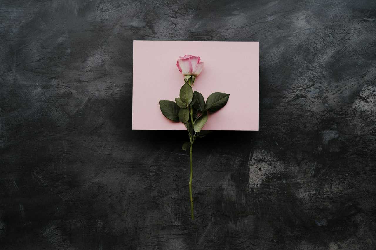pink rose and pink sheet for valentine wishes over gray background