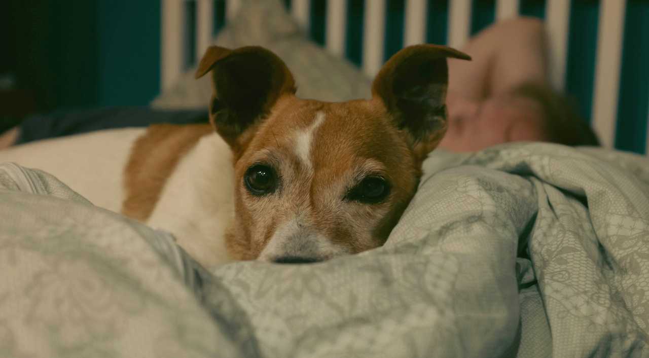 dog lying in bed with a man on the background getting good night quotes for him