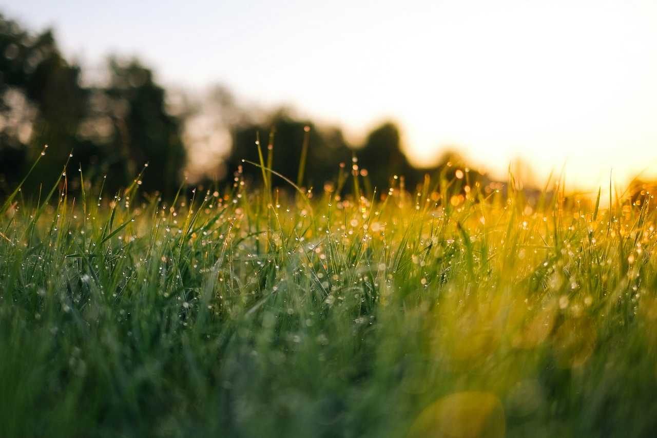wet grass field in the morning while the sun is born for good morning sweetheart messages