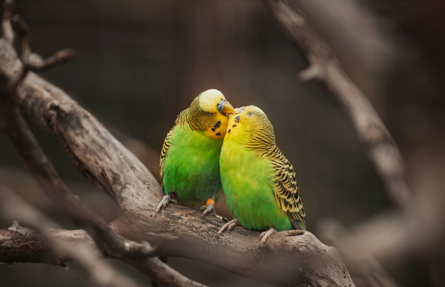 how to kiss someone for the first time
