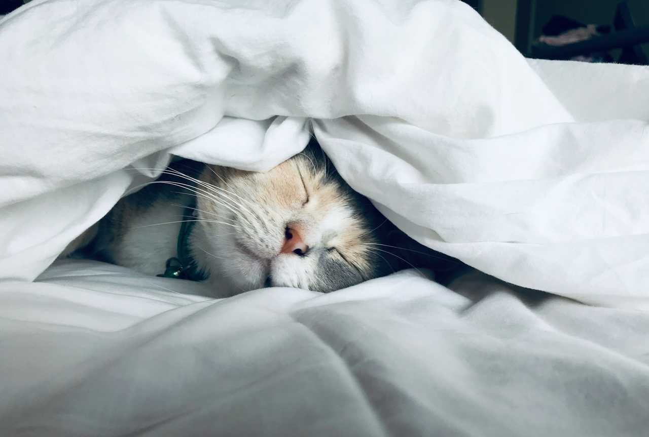 car sleeping under a white duvet for good night messages
