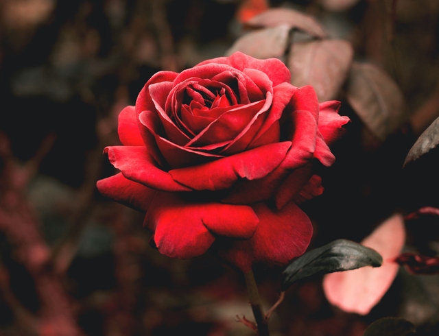 beautiful red rose with a dark green background for valentine's day quotes for her