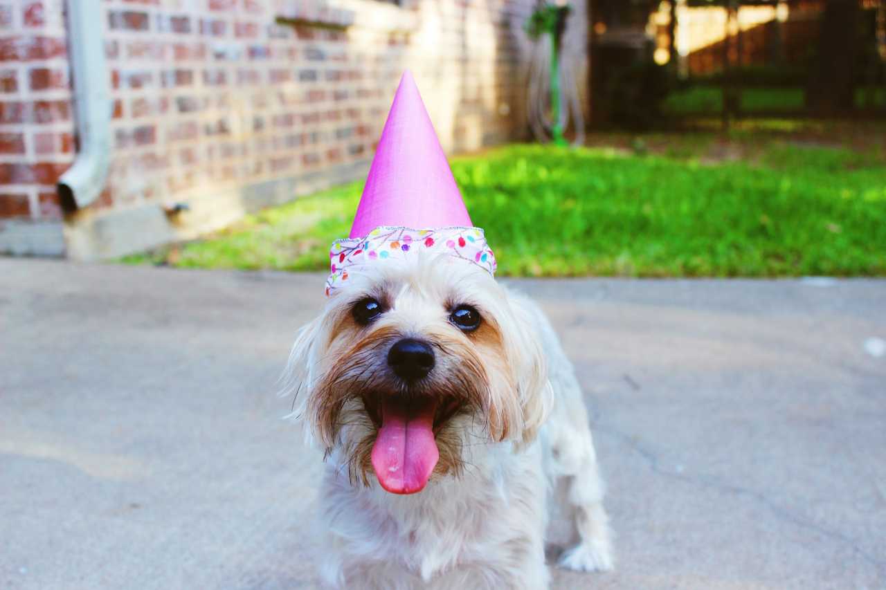 dog wearing a pink party hat on sister birthday