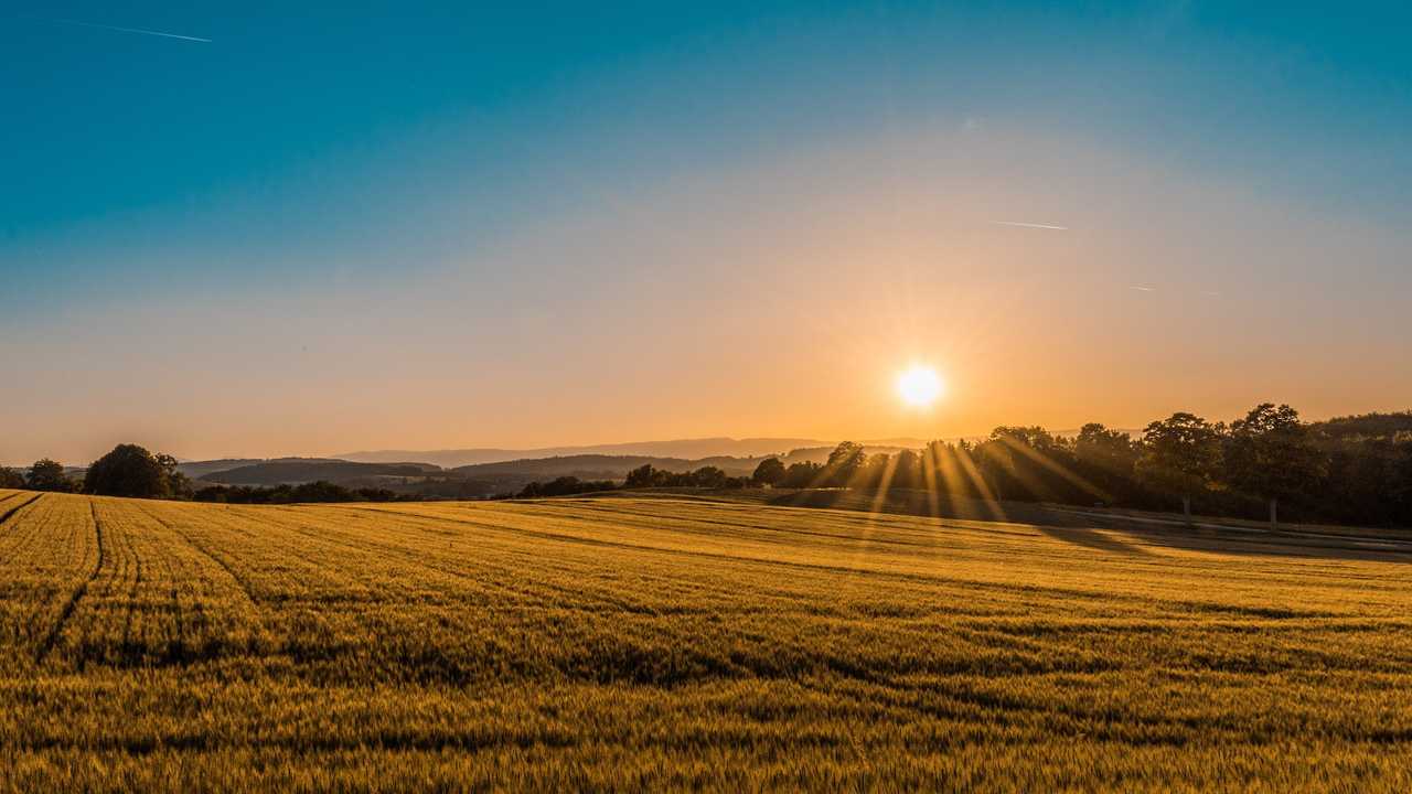 sun rising on a crop field for good day wishes ai generated