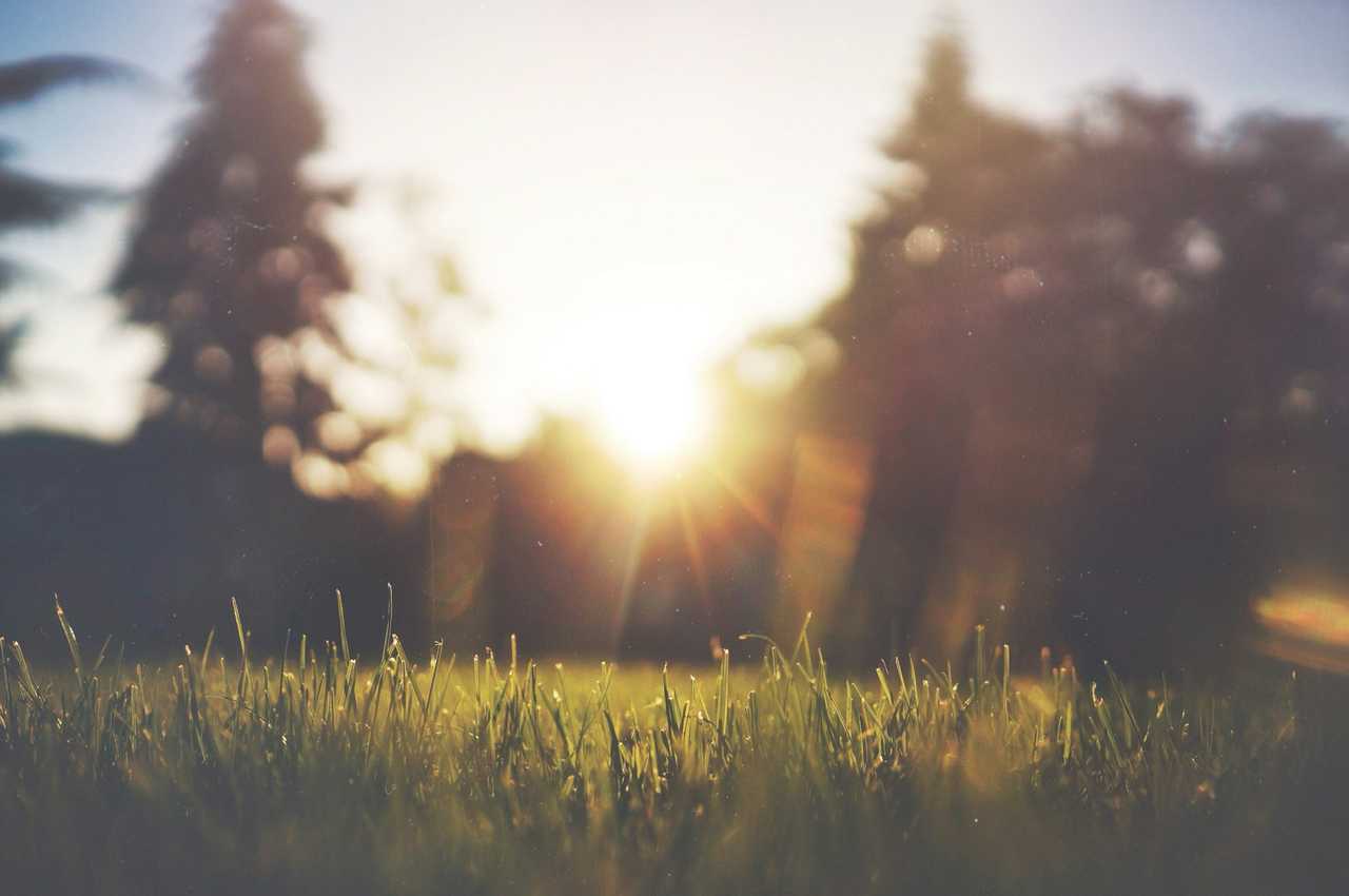 sun rising behind trees and grass for sending good morning greetings