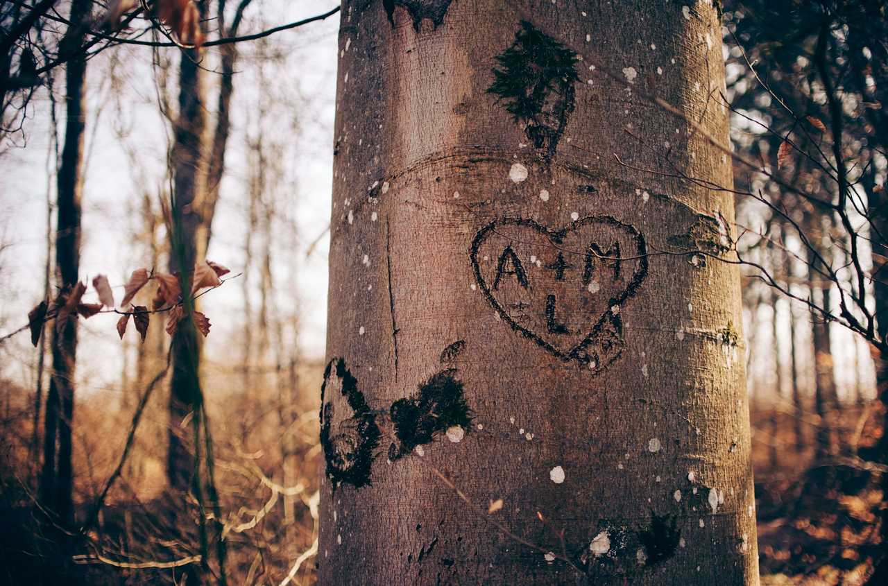 heart and letters engraved in a tree in the woods for a love confession gesture and message