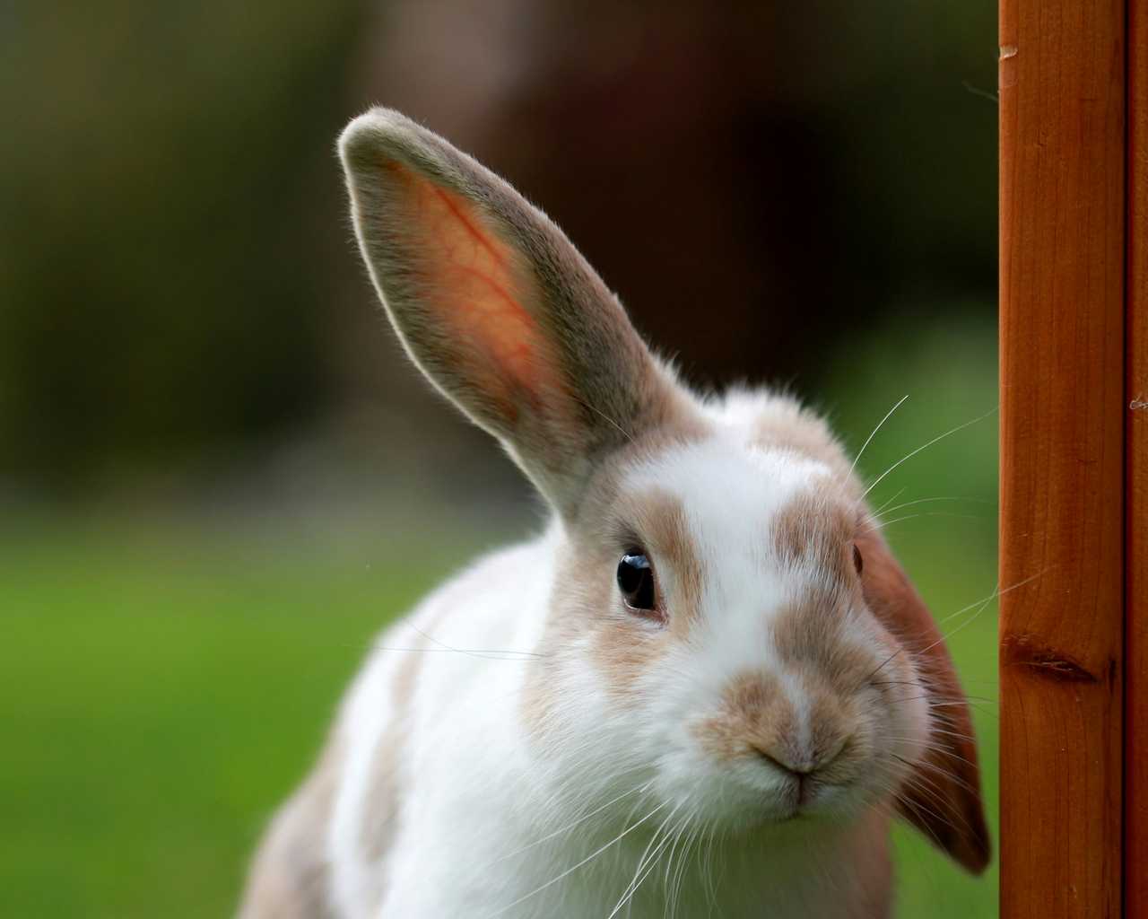 bunny during easter saying happy easter messages and wishes
