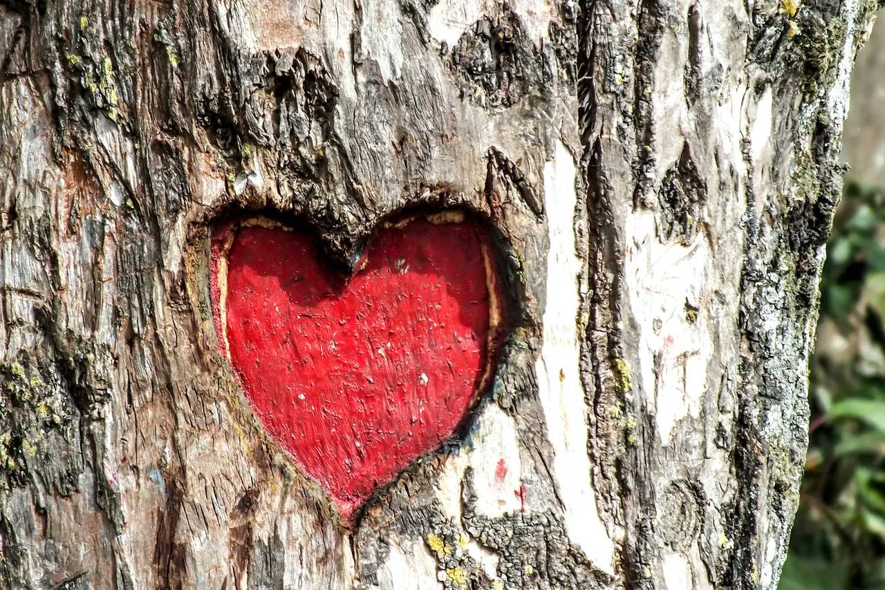 red heart carved in a tree for a happy valentines day wish to wife