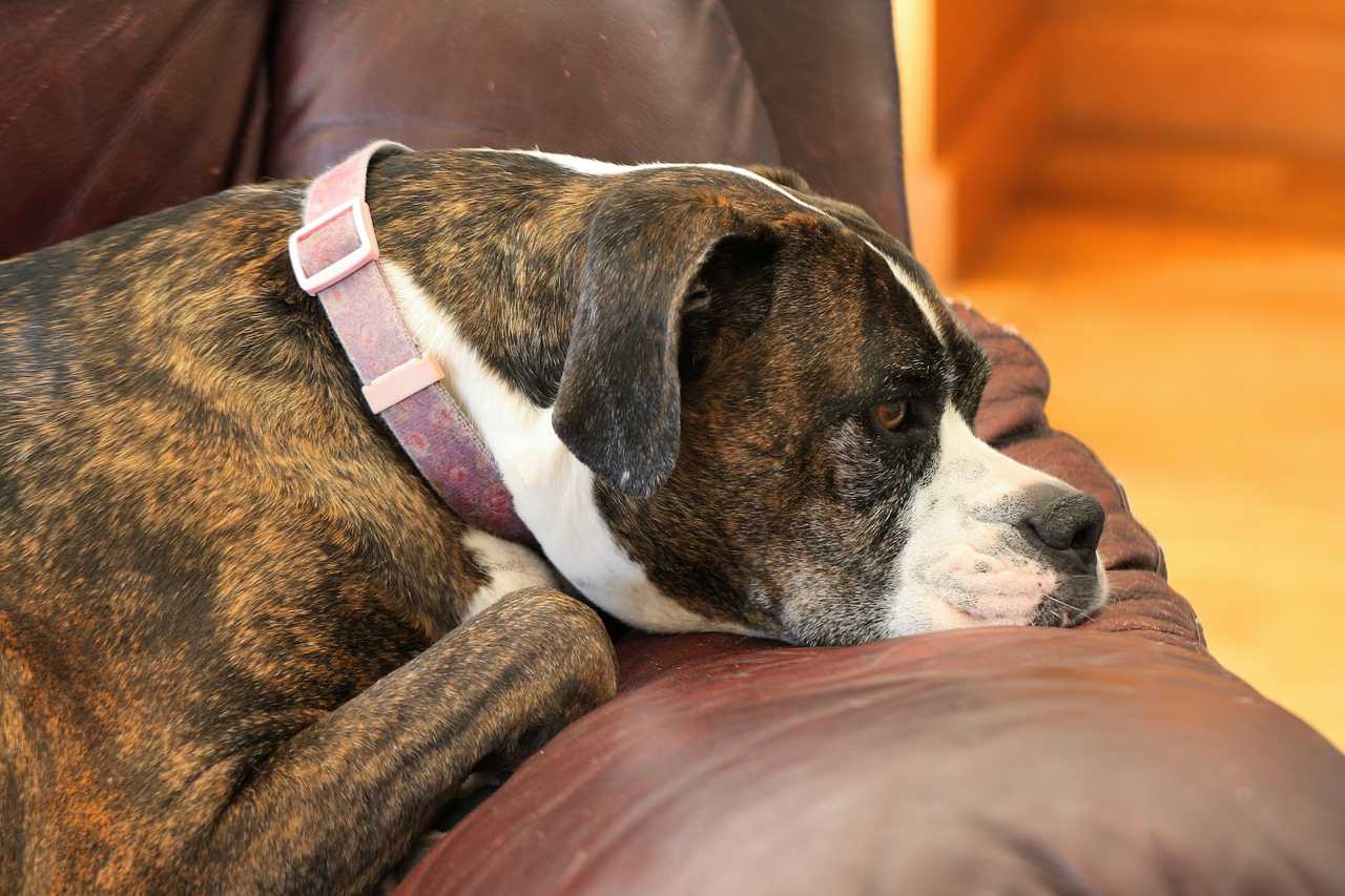 dog missing someone seated in a couch