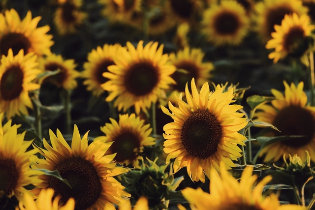 close in sunflower field for saying good morning messages and quotes to wife